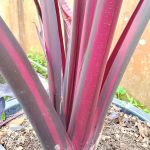 Колоказия LANSKA BLACK RED