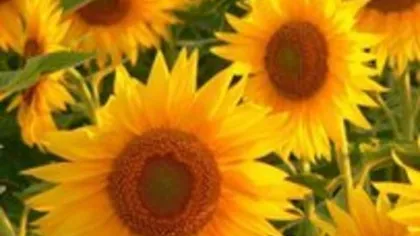 Подсолнечник (корень)