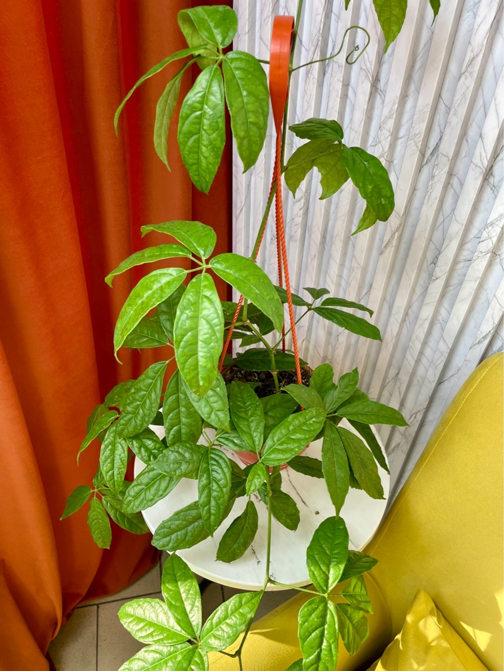 Тетрастигма ланцентная в кашпо, D16см Н40см, 1шт, Россия