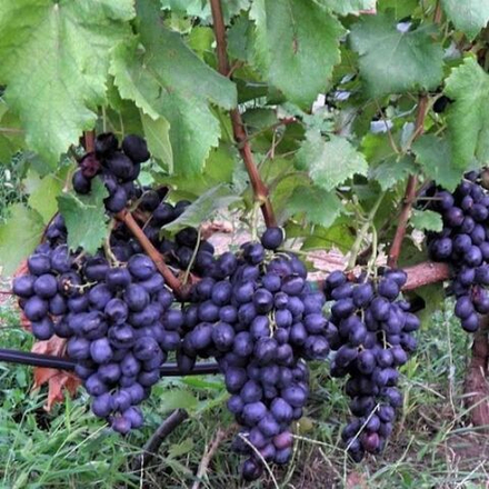 Виноград к/м (бессемянной) Брависсимо ЗКС