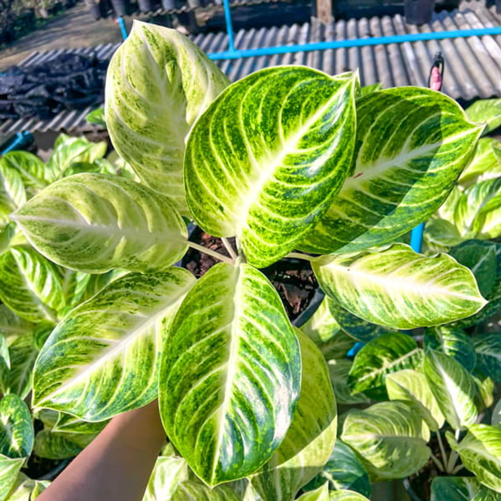 Аглаонема WHITE ANDINI