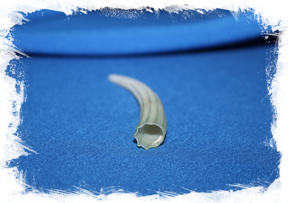 Денталиум элефантинум (Dentalium elephantinum) 6,3 см