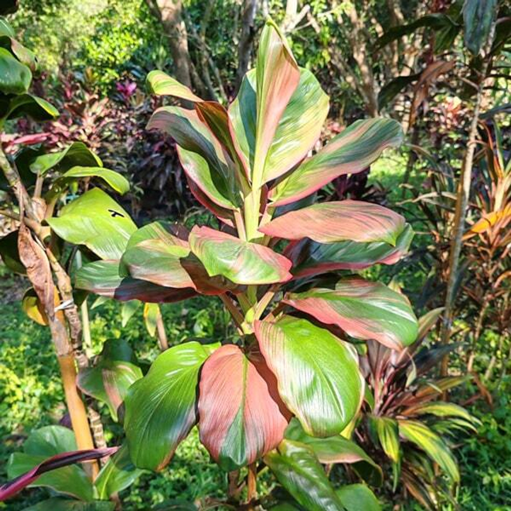 Кордилина PHET SRI PRAJEAN