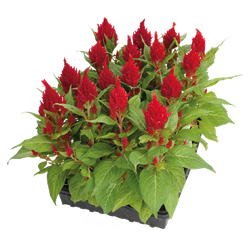 Целозия перистая Глориас Ред (50шт) Витагрин Профи