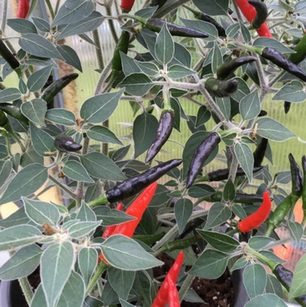 Чёрная кобра / Черный перец кобры / Black Cobra Pepper острый перец