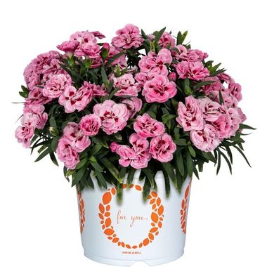 1659 Гвоздика Sprint Pink (Macy) (Весна 2026)