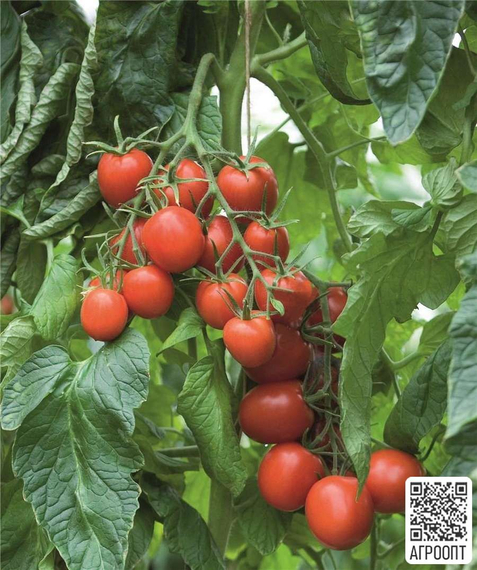 Толстой F1 семена томата индетерминантного (Bejo / Бейо) урожай – фото 2