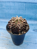 Gymnocalycium T-Rex Pink hybrid (Гимнокалициум T-rex)