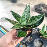 Сансевиерия HAHNII GILT EDGE