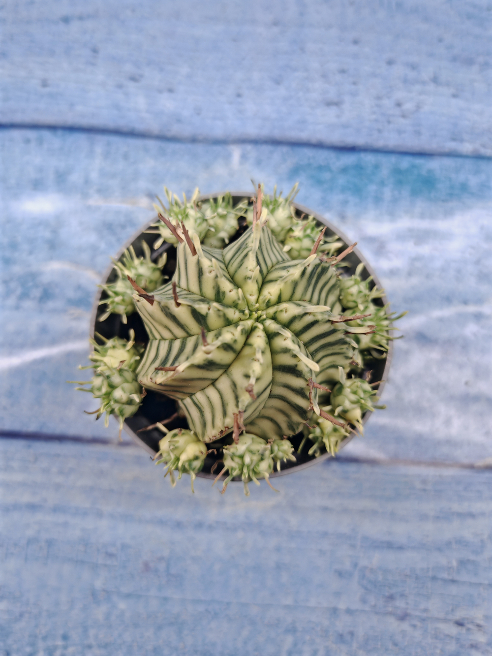 Euphorbia meloformis f. Variegated (Эуфорбия вариегатная)