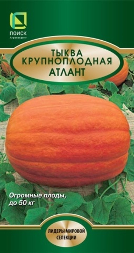 тыква крупноплодная Атлант