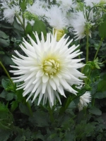 Георгин кактусовидный Май Лав