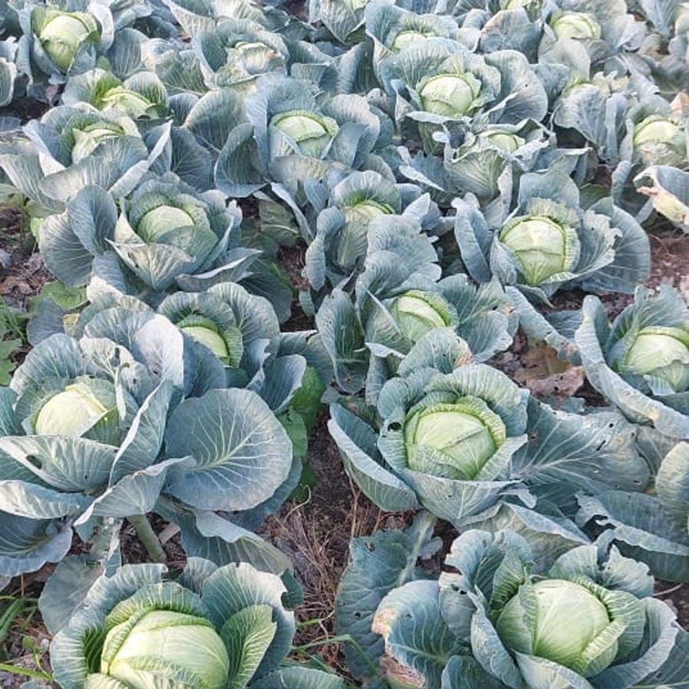 Гальватрон F1 семена капусты белокочанной (Seminis / Семинис)