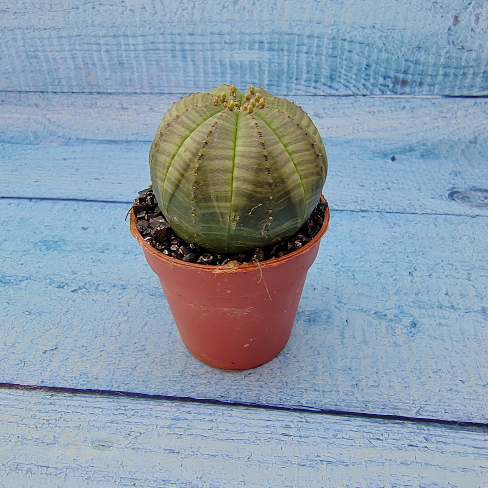 Euphoria Obesa (Эуфорбия)