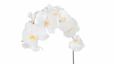 Орхидея 12 соцветий - Белый