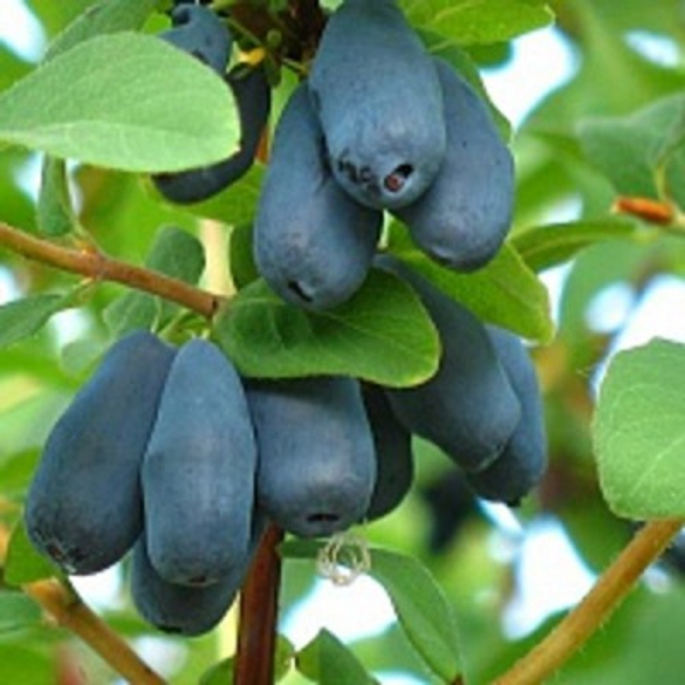 Жимолость Югана