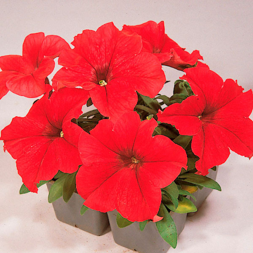 Петуния грандифлора Фалкон Ред (100др) Витагрин Профи