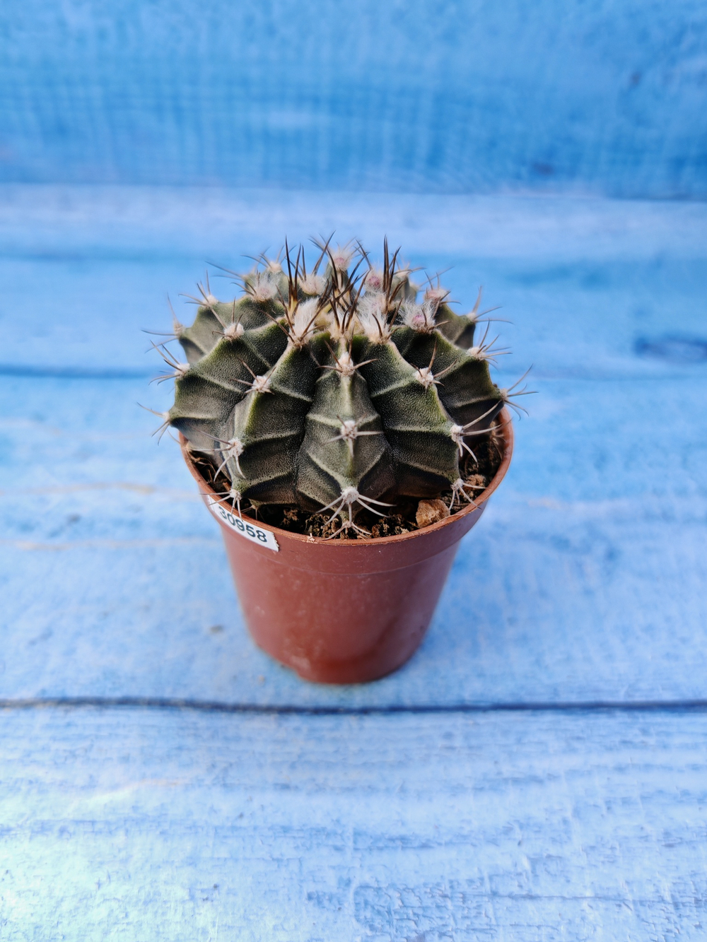 Gymnocalycium Friedrichii (Гимнокалициум)