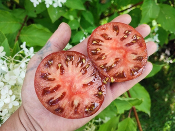 Гном Стринги (Dwarf The Thong) сорт томата