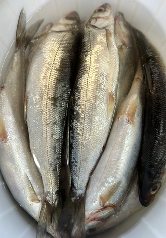 Малосоленая