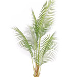 Дипсис 180 см.