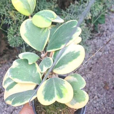 Хойя KERRII VAR ALBOMARGINATA