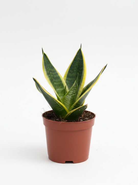 Сансевиерия Single Head Lotus Orc