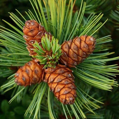 Отдушка Natural Cedarwood (Натуральный кедр)