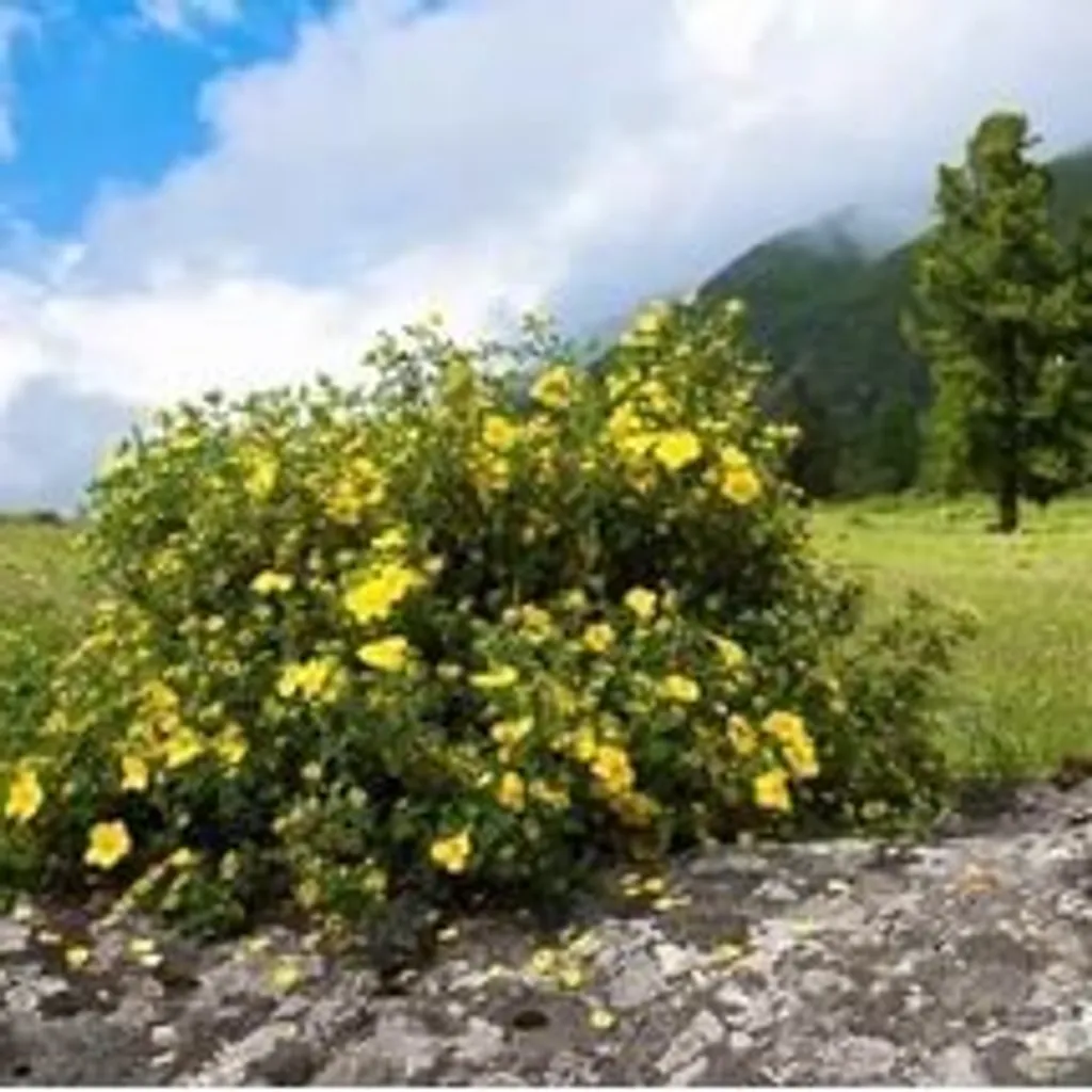 Курильский чай(лапчатка)