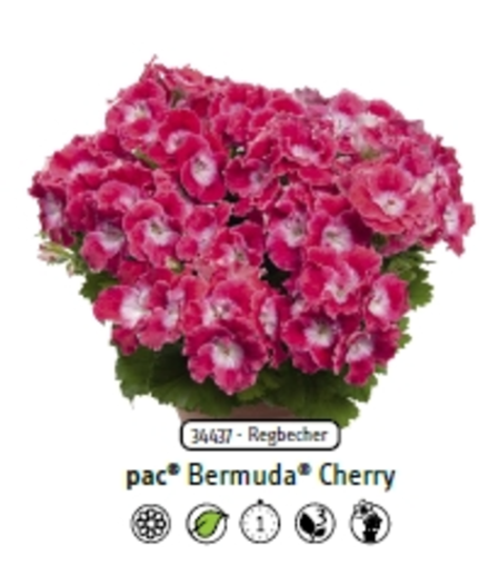 Пеларгония королевская Bermuda Cherry ЕВРО укорененный черенок ОКС