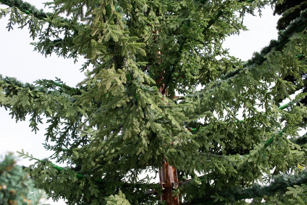 ель уличная большая