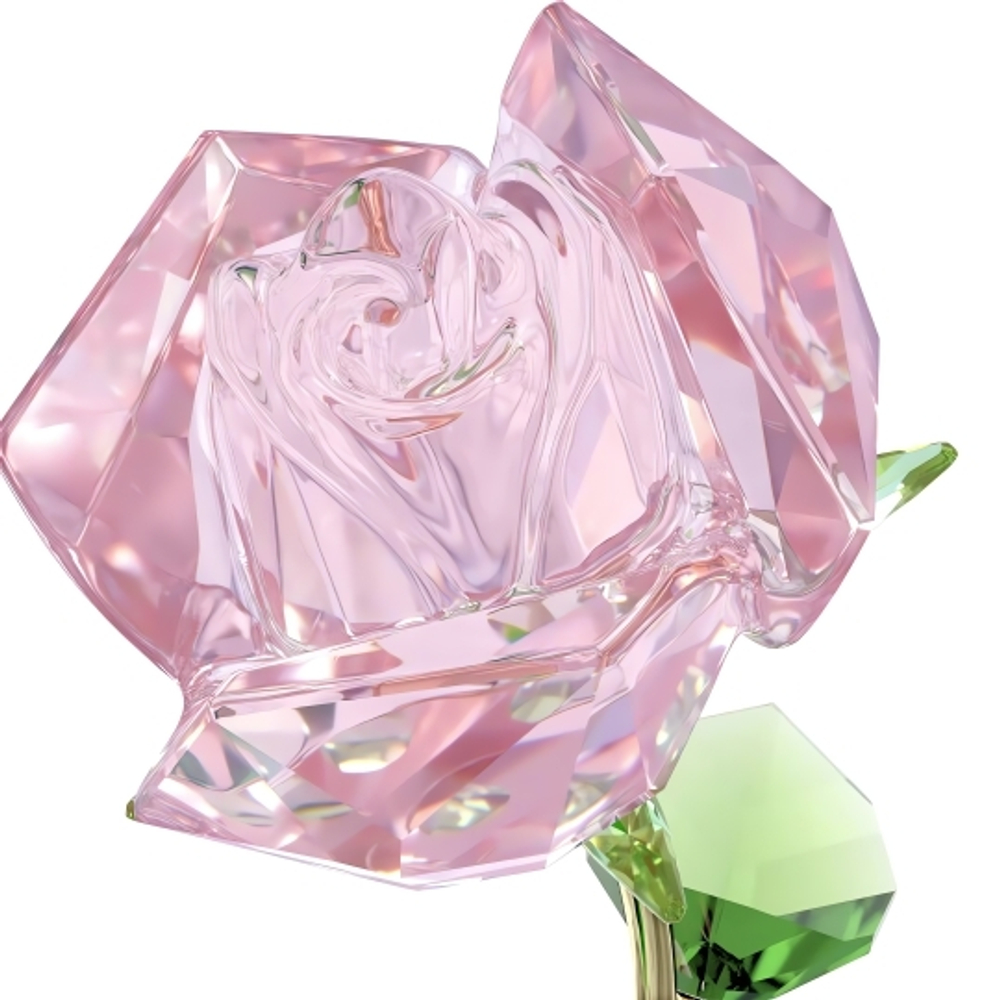 FLORERE:ROSE