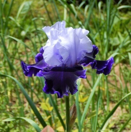 Ирис бородатый Ворлд Премьер