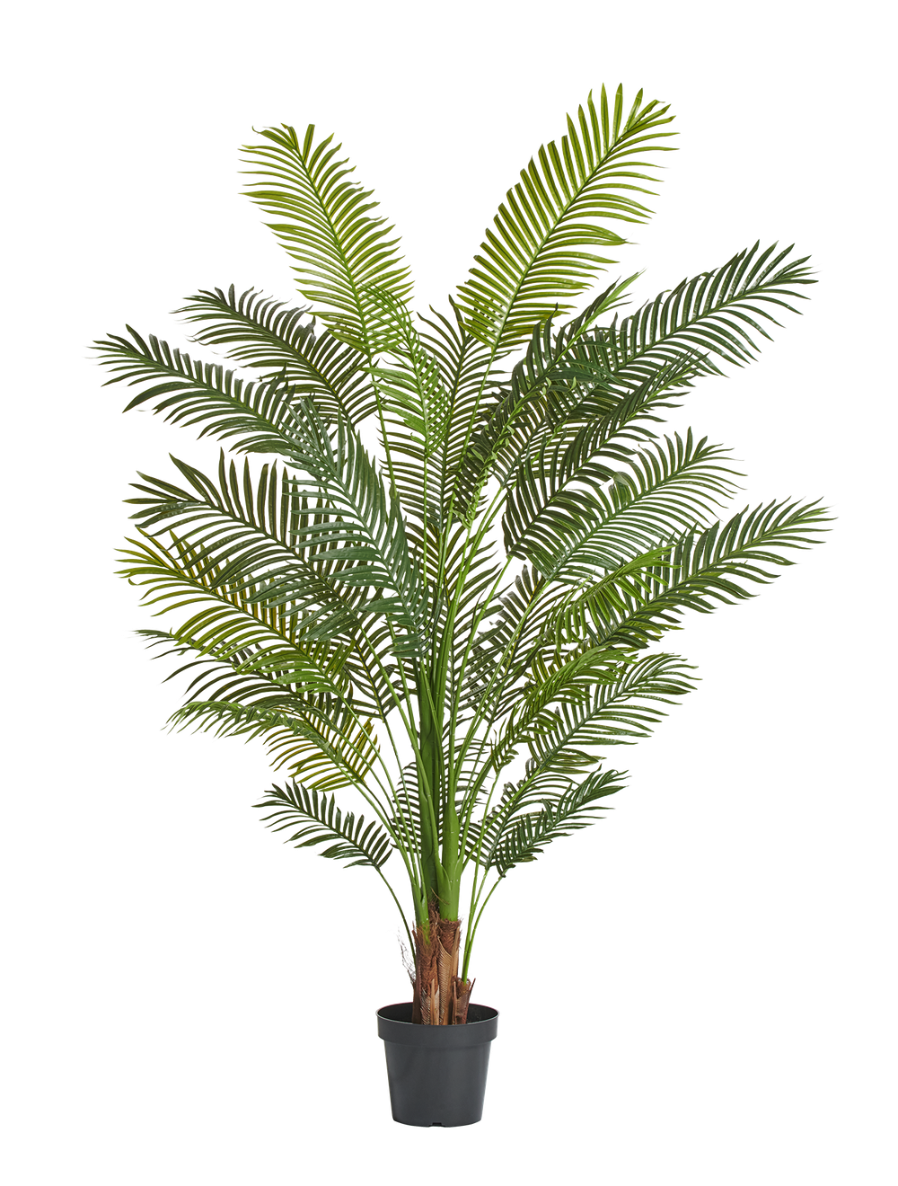 Пальма Арека Хризалидокарпус New в-210 см (Sensitive Botanic) 2/2 10.11957N