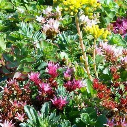 Очиток (Седум) круглый С2