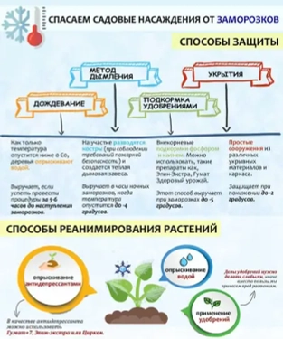 Как спасти цветочные почки от возвратных заморозков: проверенные сибирские методы