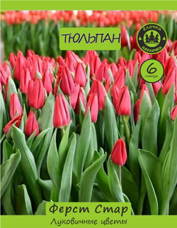 Тюльпан Луковица Ферст Стар 6 шт