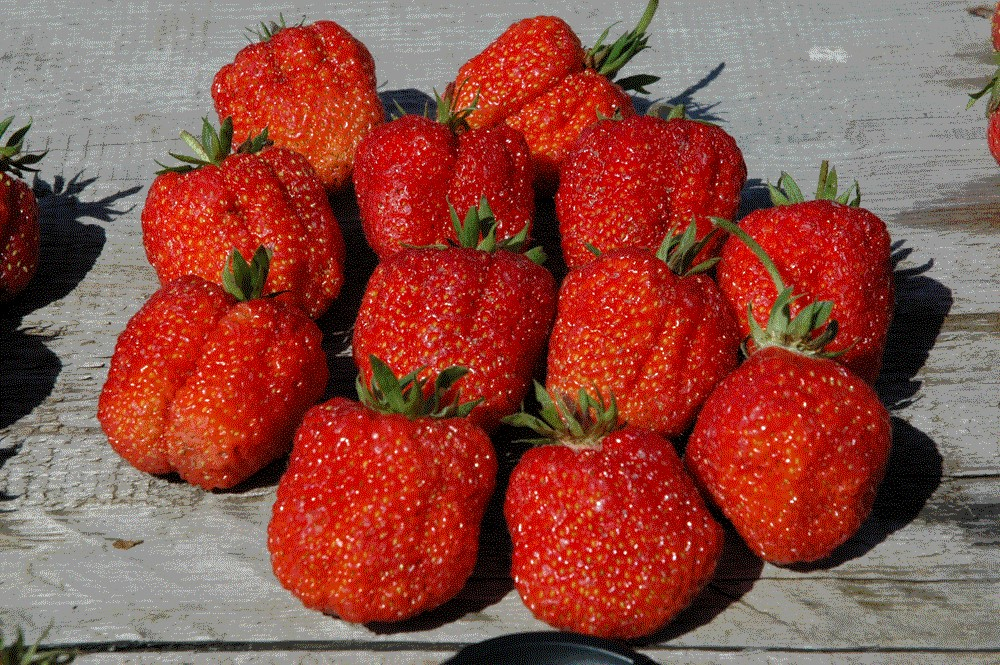 Земляника крупноплодная Дарселект