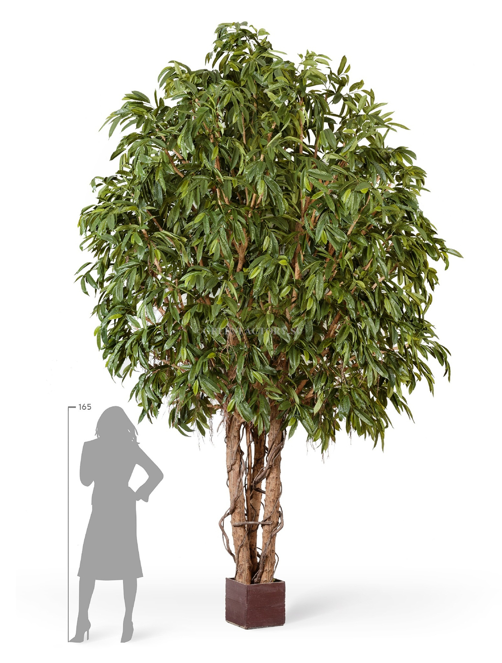 Лонгифолия широколистная Гигантская