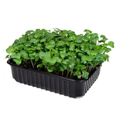 Дайкон на корне (лоток) / 40 гр / РАСПРОДАЖА Дайкон на корне (лоток) / 40 гр / РАСПРОДАЖА