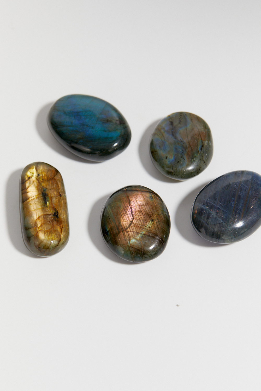 Лабрадор палмстоун S