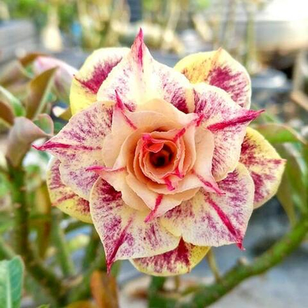 Адениум LOM NAO – COLD WIND