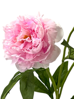 Пион розовый