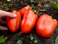 Перец Мамина Реликвия