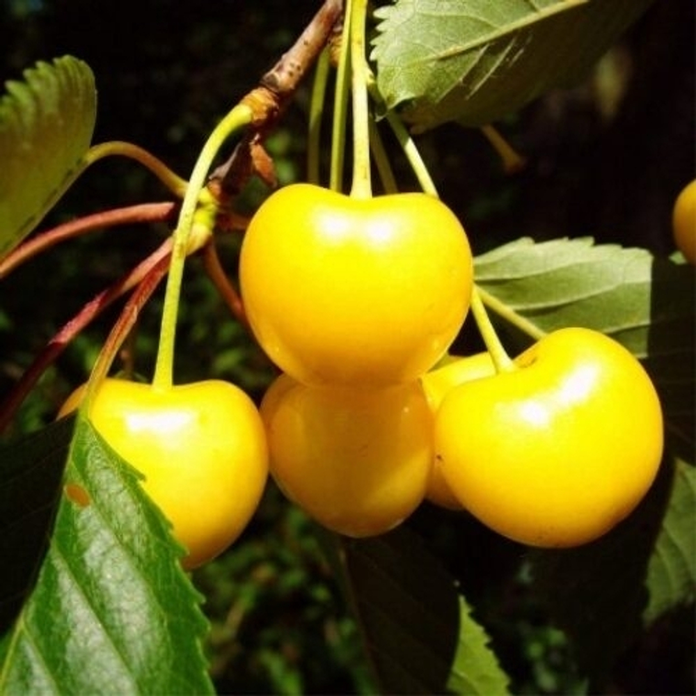 Черешня Дрогана жёлтая