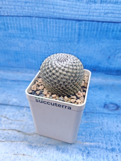 Mammillaria Microthele Superfina (Маммилярия)