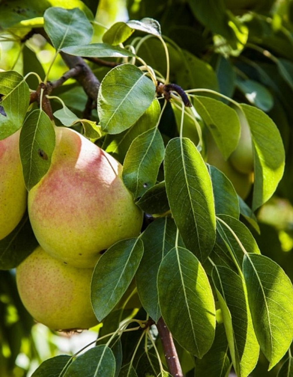 Груша Скороспелка из Мичуринска