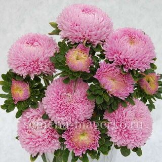 Астра китайская Бонита Пинк F1 250 семян