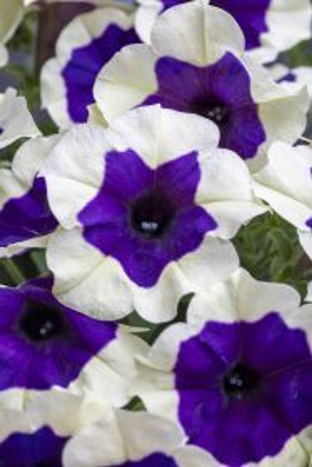 Петуния CRAZYTUNIA Inkblot