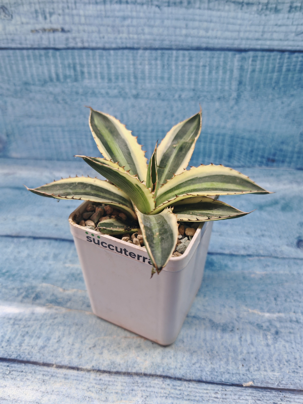 Agave Americana Mediopicta (Агава)